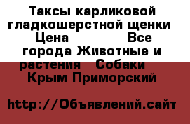 Таксы карликовой гладкошерстной щенки › Цена ­ 20 000 - Все города Животные и растения » Собаки   . Крым,Приморский